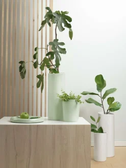 schale, silver birch