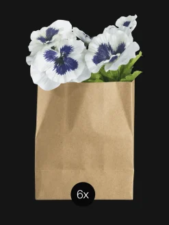 stiefmütterchen in papier, 6er set